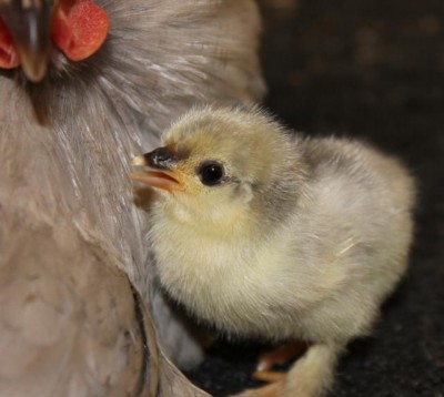 Poussin pékin