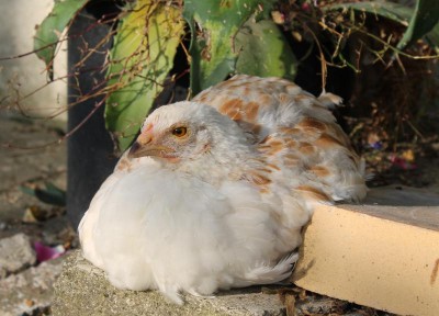 Jeune poule meusienne