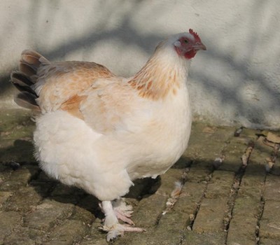 poule meusienne