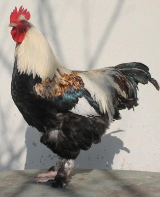 Gégé le coq meusien