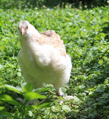 Poule meusienne