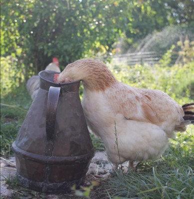 Mémère, vieille poule meusienne