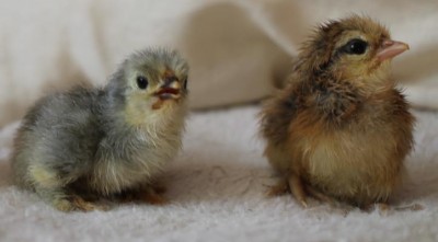 Poussin ardennais et pékin