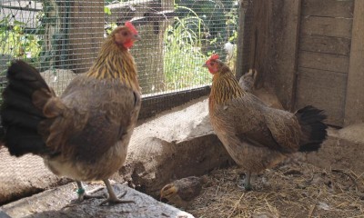 Poules ardennaises