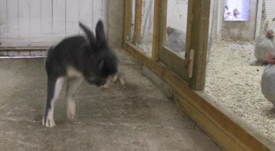 Violette, lapin flou