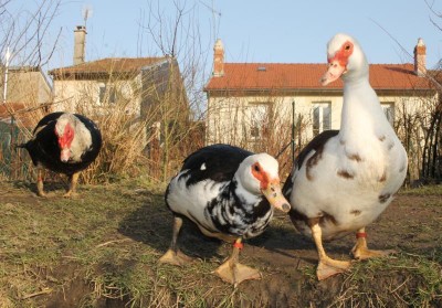 Chocolat, Pomponette, Zigouillet