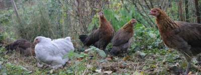 De jeunes poulettes ardenaises et une pékinette