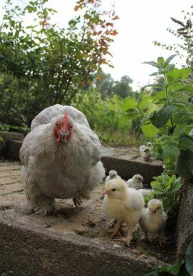 Mère et ses poussins