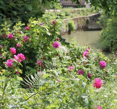 Rosier au bord de l'eau