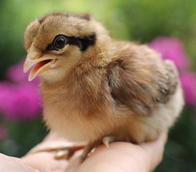 Poussin ardennais doré