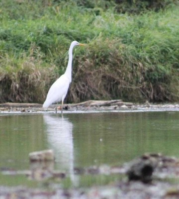 Grande aigrette