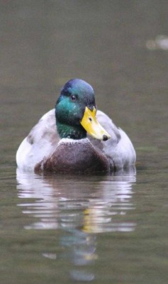 Colvert