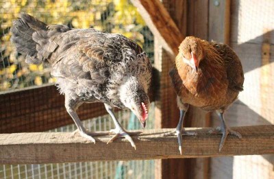 poules Ardennaises