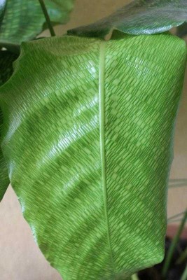 Calathea musaica détail d'une feuille