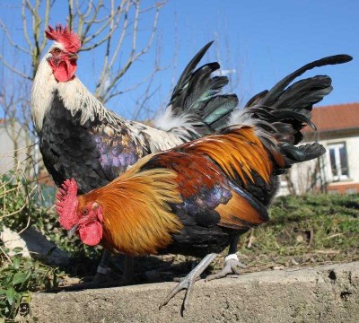 Coq ardennais GR doré et argenté