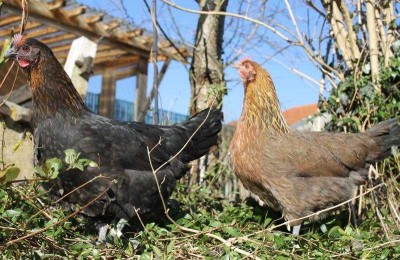 Poules ardennaises GR noire et dorée