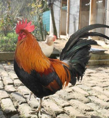 Pascal, coq ardennais doré GR