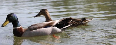 Des canards &quot;sauvages&quot;