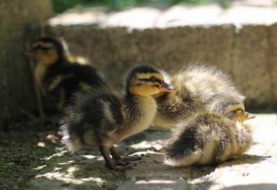 Canetons colvert 2 jours