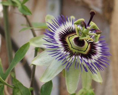 Passiflore bleue - Passiflore caerulea