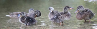 Famille colverts 1er août