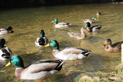 Famille colverts