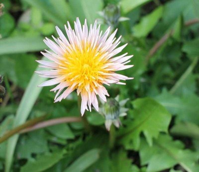 Taraxaxum pseudoroseum