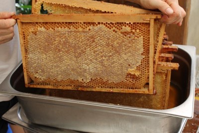 Le miel sur les cadres