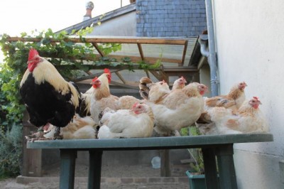 Salon de jardin pour poules