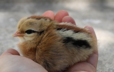 Poussin ardennais