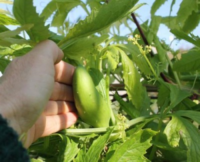 Fruits de la cyclanthère