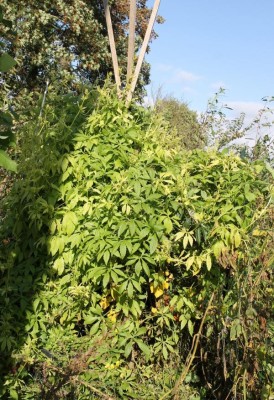 cyclanthere.jpg (169.64 Kio) Vu 42960 fois Cyclanthere