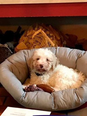 received_435928717435363.jpeg (49.11 Kio) Vu 37862 fois Le voici quand il est arrive