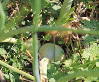 Oignon-patate dans le jardin