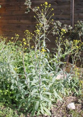 Pastel Isatis tinctoria