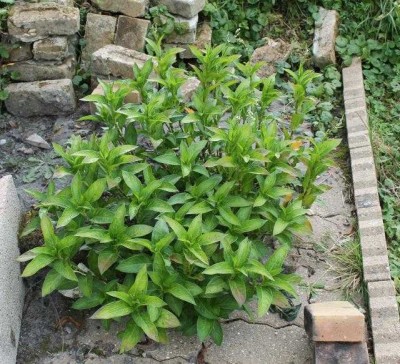 Polygonum