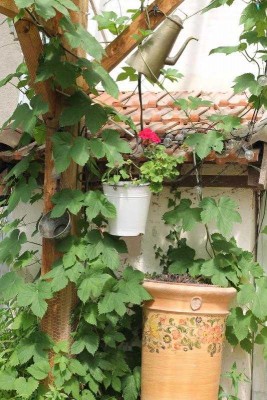 houblon.jpg (68.54 Kio) Vu 27445 fois Le houblon