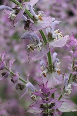 sauge-sclaree-2.jpg (37.52 Kio) Vu 27445 fois Sauge sclarée détail des fleurs