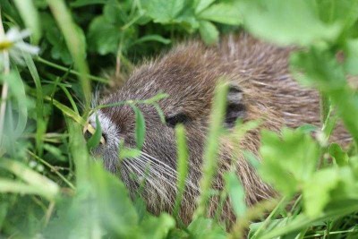 jeune-ragondin-30-07-21.jpg (50.57 Kio) Vu 97858 fois Jeune ragondin