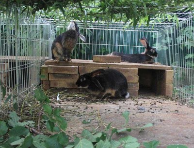 garenne-01.jpg (87.3 Kio) Vu 17671 fois Garenne