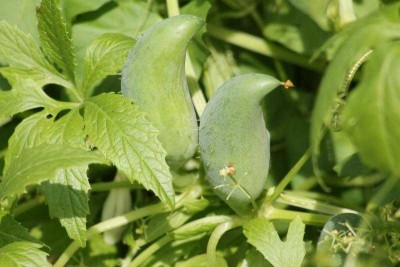 Des fruits prêts à être cueillis