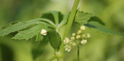 Détail d'une fleur femelle qui donne un fruit, et d'une grappe de fleurs mâles