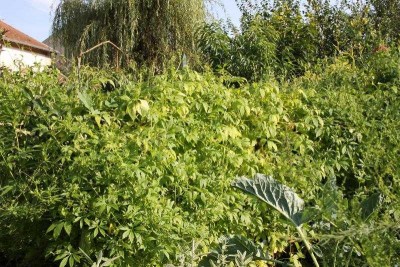 cyclanthere-2021-01.jpg (111.64 Kio) Vu 41446 fois Cyclanthère