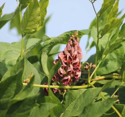 Fleur de glycine tubéreuse