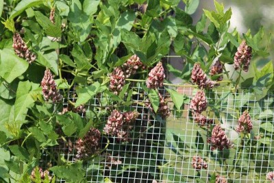 glycine-tubereuse-02.jpg (80.61 Kio) Vu 19662 fois Glycine tubéreuse