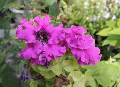 petunia.jpg (44.05 Kio) Vu 27217 fois Petunia