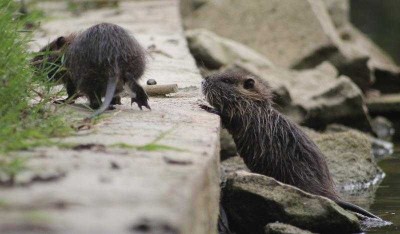 ragondins-12-10-21.jpg (33.81 Kio) Vu 97647 fois Jeunes ragondins