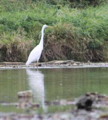 aigrette-1.jpg (58.79 Kio) Vu 19979 fois Grande aigrette