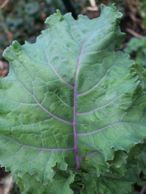 kale-2021-03.jpg