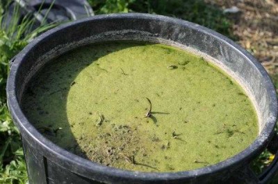 Sagittaire-28-04-22.jpg (33.41 Kio) Vu 77172 fois Le 17 avril, mise en terre